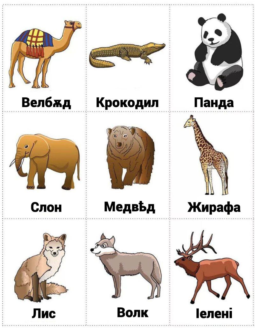 animals