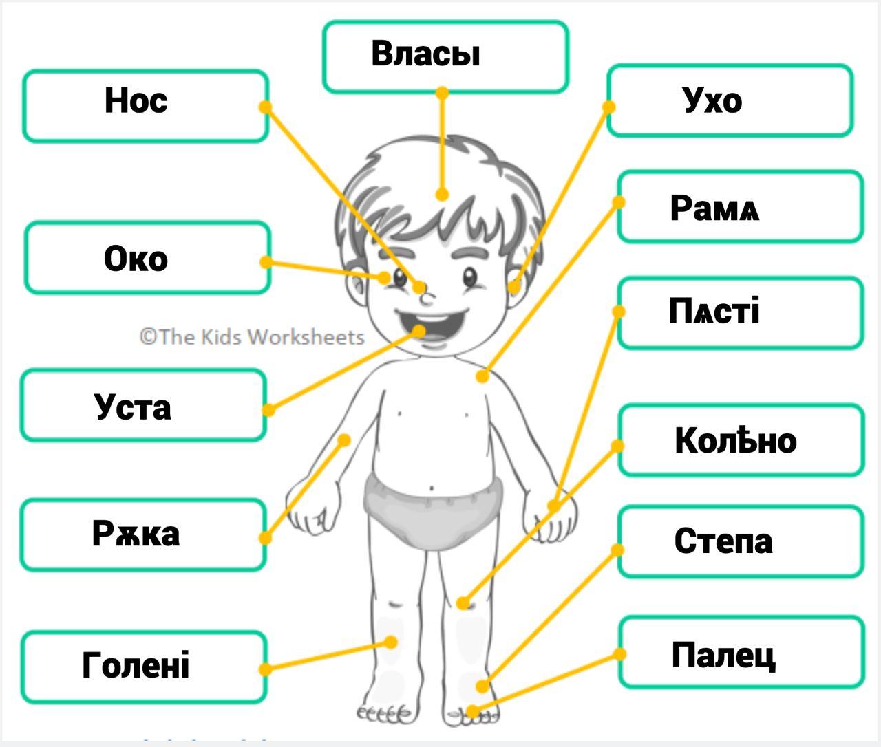 body parts