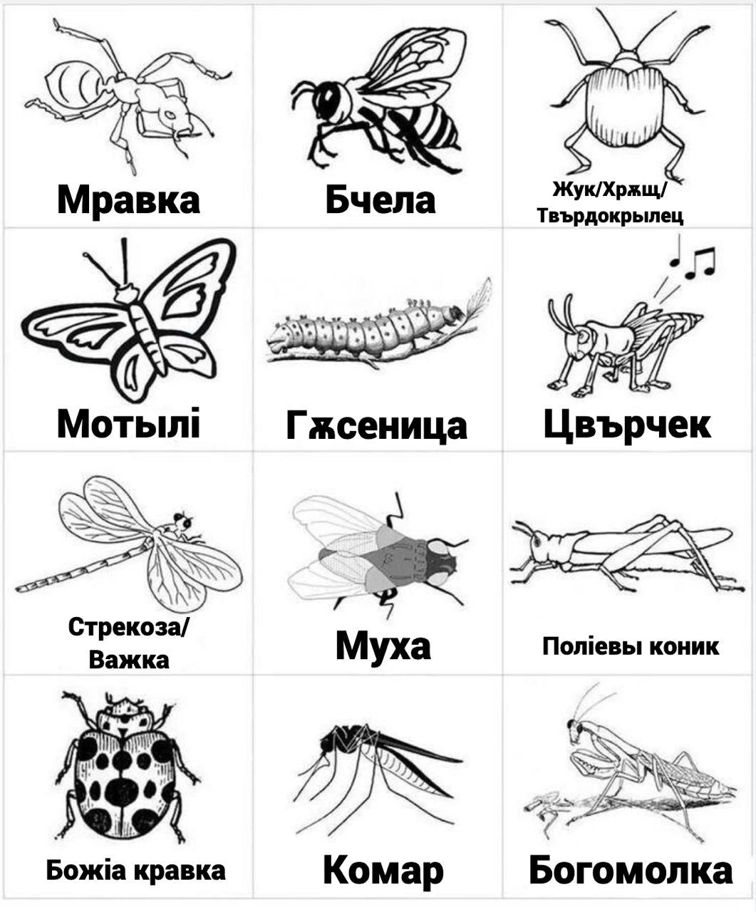 insects